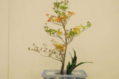 花の写真　